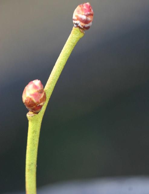 Figure 7. Flower bud developmental stage 2: The flower bud is swollen with bud scales still closed. For HC-tolerant cultivars, HC can usually be safely sprayed at this stage of development.