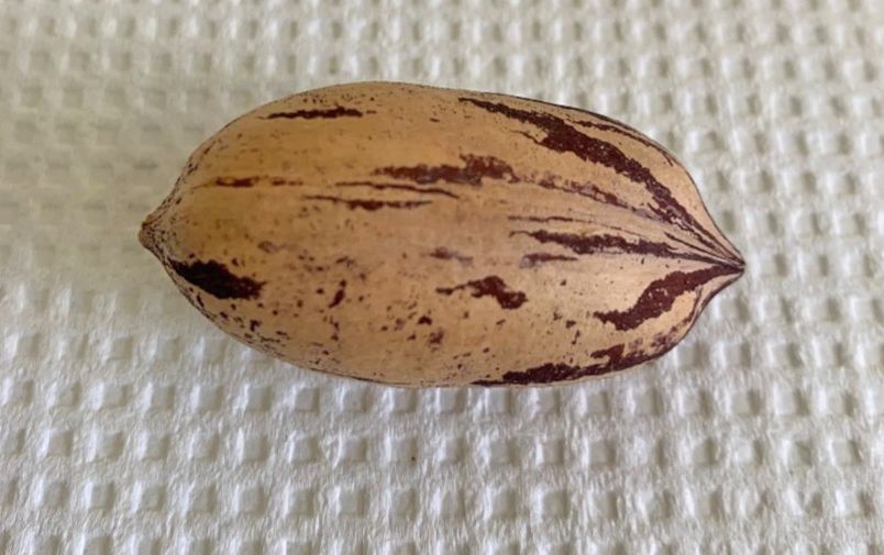 ‘Kiowa’ is known for producing very large and high-quality nuts. However, it is still subject to alternate bearing. This is a commonly recommended cultivar for the southeast area of the United States, with great resistance to pecan scab.
