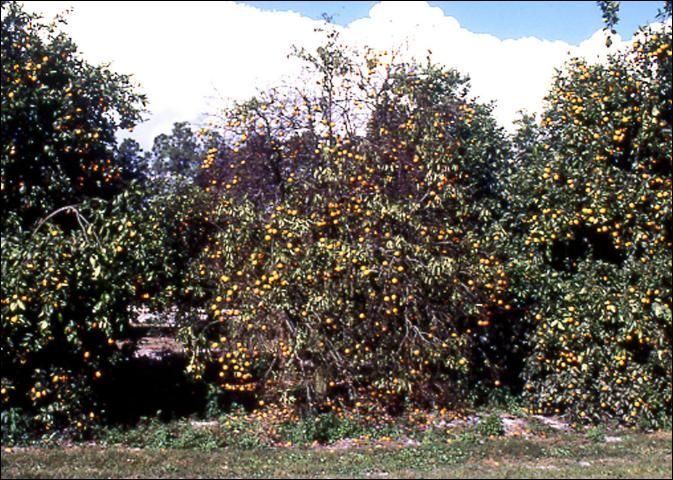 Figure 1. Citrus tree declining due to citrus tristeza virus.
