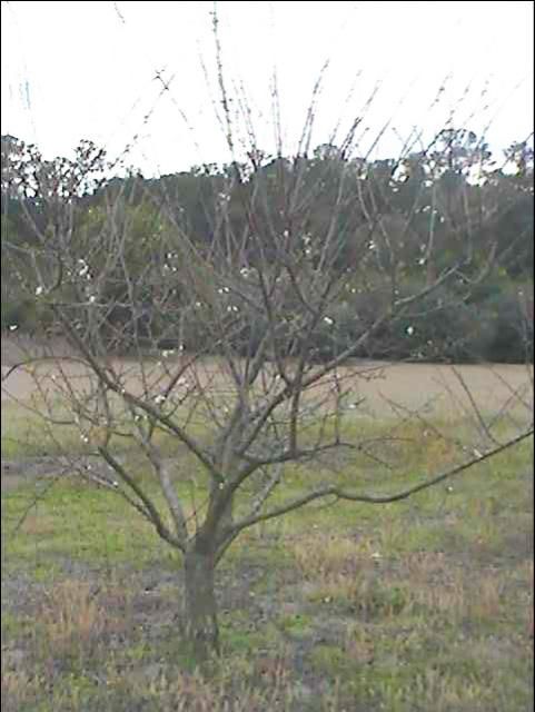 Figure 10. Unpruned tree showing cluttered center, unrestricted height, and low hanging limbs.