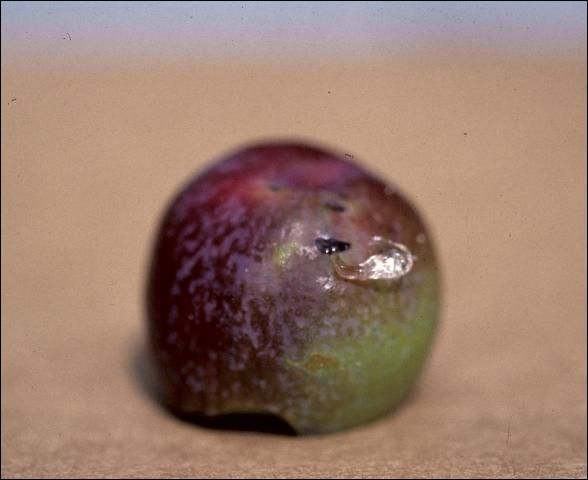Figure 14. Half-moon cut on fallen fruit with gummosis.