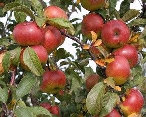 Figure 4. Manzanas de la variedad 'Tropic Sweet'.