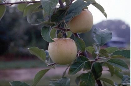Figure 3. Manzanas de la variedad 'Dorsett Golden'.