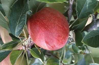 Figure 2. Manzanas de la variedad 'Anna'.