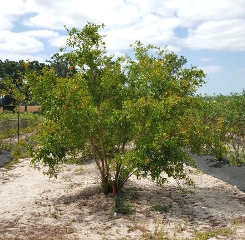 Árbol de granada cultivado como multi-tronco.
