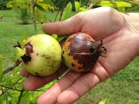 Daño de la antracnosis causado por Colletotrichum sp en la fruta de la granada.