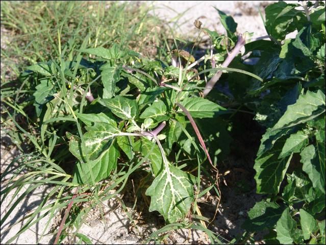 Figure 4. Nightshade growing in previously herbicide treated area showing phytotoxicity (whitening in the leaf veins).