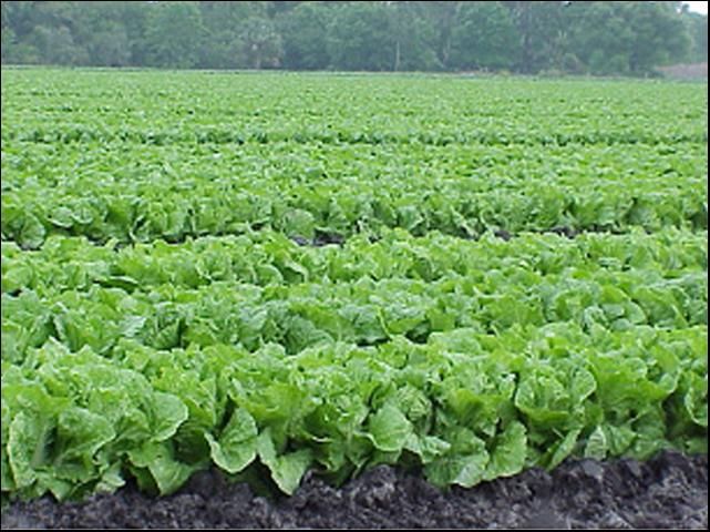 Figure 1. Field of Napa cabbage in Florida.