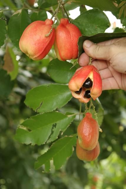 Figure 1. Non-mature (closed) ackee fruit and naturally split (awned) ackee fruit on the tree.