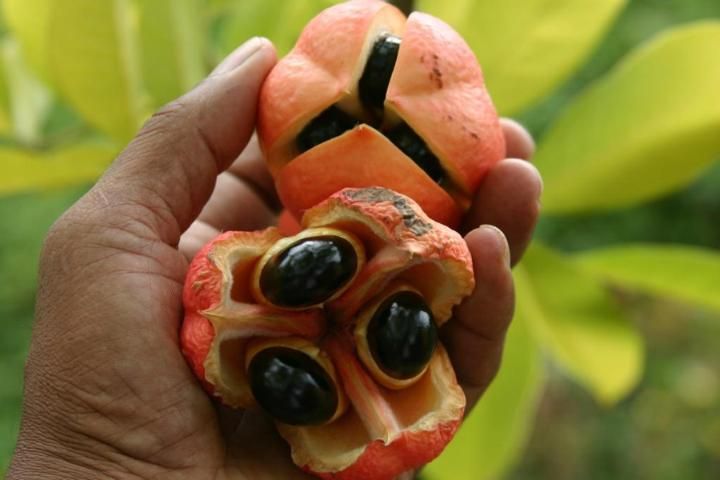 Figure 2. Ackee fruit split naturally.