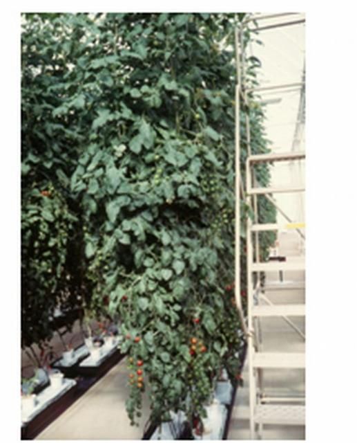 Figure 4. Rockwool hydroponic culture in a greenhouse in Lake Buena Vista, FL, 1998.
