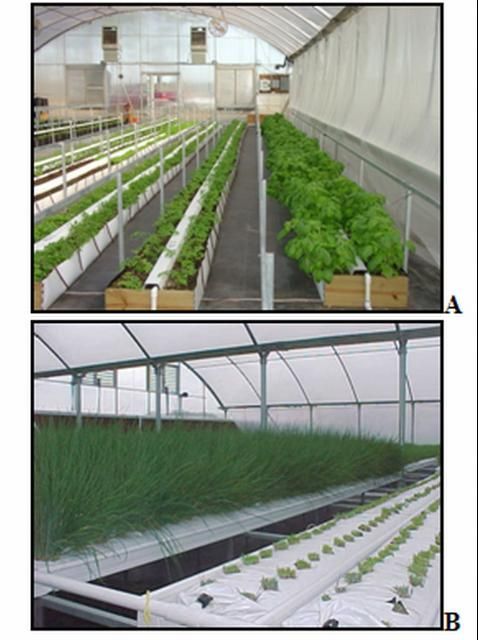 Figure 7. These photos -- taken in a greenhouse in McAlpin, FL, in 2006 -- picture (A) a crop of mixed herbs for fresh-cut, grown in an open trough filled with a peat-based mix and (B) a chives crop in perlite bags in a trough.