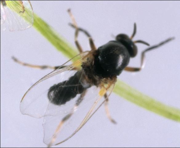 Figure 1. Black fly
