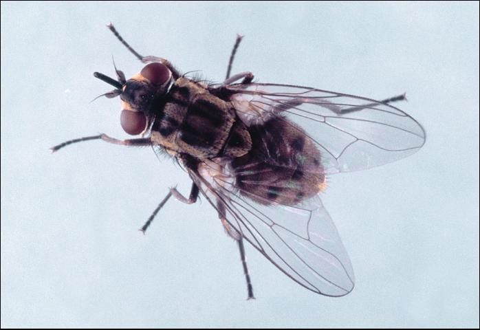 Figure 6. Stable fly