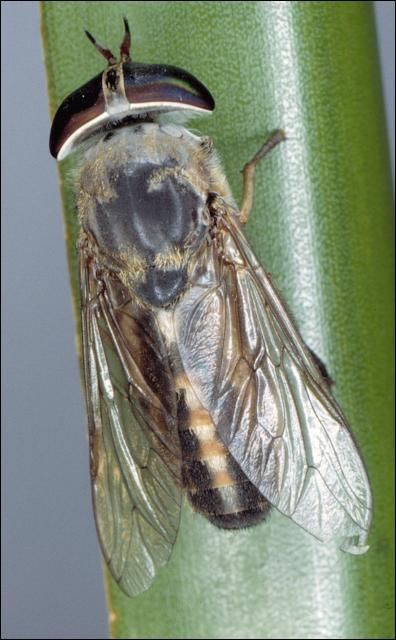 Figure 3. Horse fly