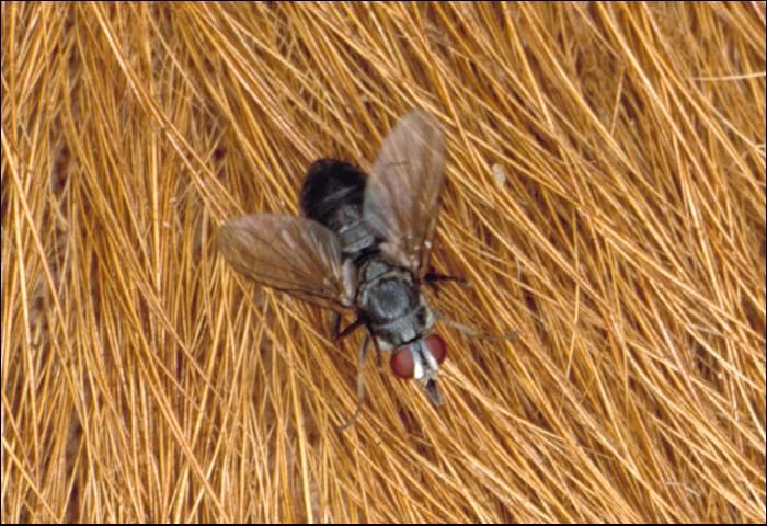 Figure 2. Horn fly