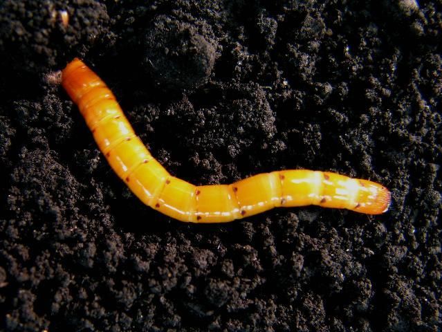 Figure 1. Larva of the corn wireworm, Melanotus communis.