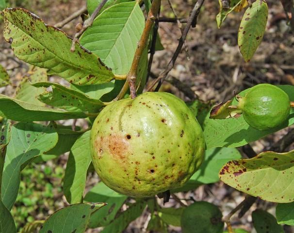 Figure 5. Emergence holes from Caribbean fruit fly in a guava fruit.