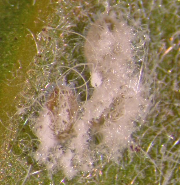 Figure 17. Pupae of the whitefly, Parealeyrodes pseudonarananjae, with dense waxy filaments. Identification by G. Hodges, 13 Dec. 2007.