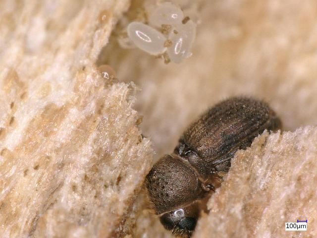 Figure 22. The scolytid beetle, Hypocryphalus mangiferae in a gallery with eggs. Identification by T. Atkinson, July 2015.