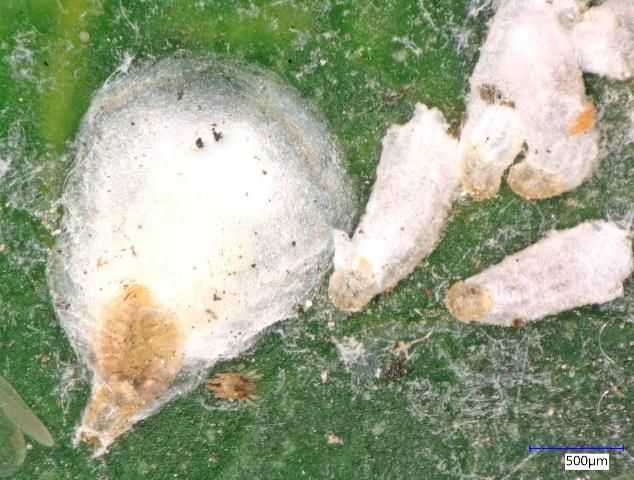 Figure 4. Pseudaulacapis cockerelli, the false oleander or magnolia white scale on mango. Female (left) and elongated males (right). Identification by Z. Ahmed, 2 June 2017.