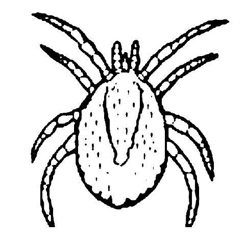 Figure 3. Tropical rat mite (actual size 1/34 to 1/18 inch).
