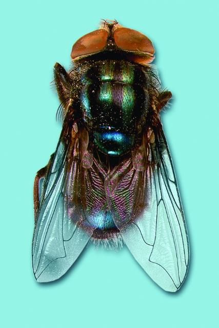 Figure 11. Secondary screwworm fly.