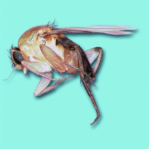 Figure 9. Hump-backed fly.