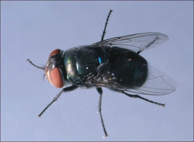 Figure 3. Blow fly.