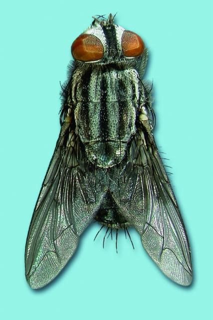 Figure 2. Flesh fly.