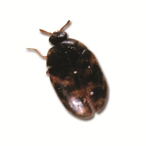 Figure 12. Warehouse beetle.