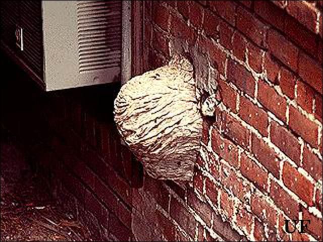 Figure 10. Vespula wasp nest.