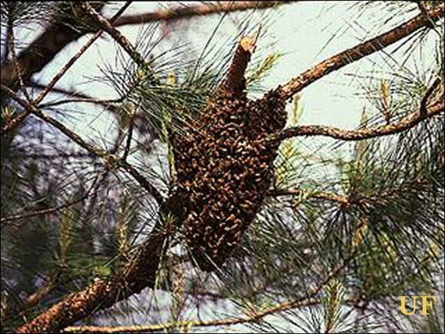 Honey bee swarm in tree.