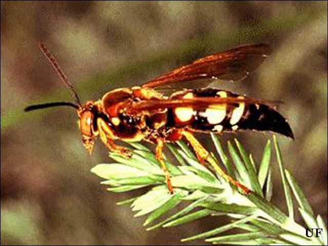 Figure 8. Cicada killer.
