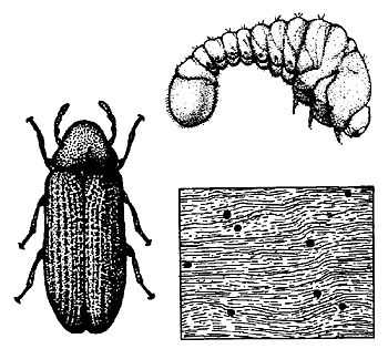 Figure 2. Deathwatch beetle (Anobiidae).