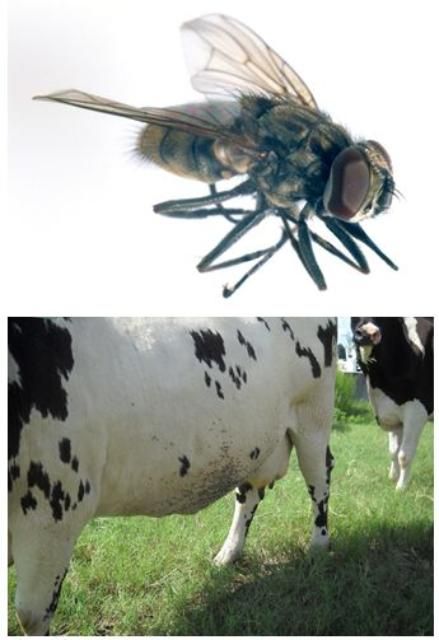 Figure 2. Adult horn fly (top); horn flies attacking cattle (below).