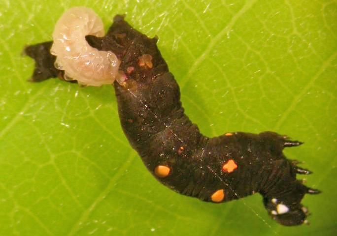 Figure 9. Gonodonta nutrix parasitized by a braconid wasp.