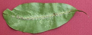 Figure 10. Leaf of soursop infested with Aceria annonae.
