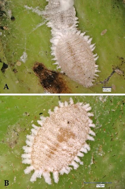 Figure 5. A) The mealybug, Planococcus minor infesting soursop. B) The mealybug, Planococcus minor infesting soursop. Determined by Z. Ahmed, 2 June 2017.