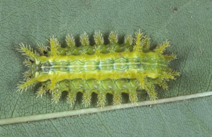Figure 7. Spiny oak-slug caterpillar, Euclea delphinii.