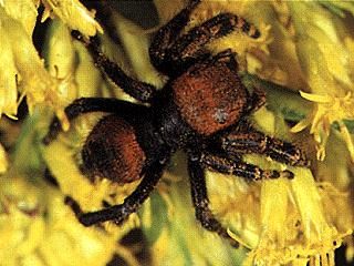 Figure 1. Jumping spiders in the genus Phidippus are brightly colored, with iridescent chelicerae.