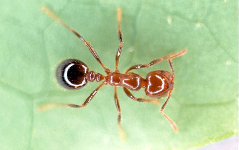 Figure 7. Imported fire ant, Solenopsis invicta.