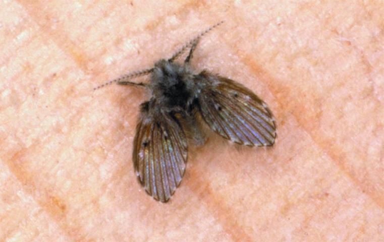 Figure 7. Moth Fly, Psychoda spp.