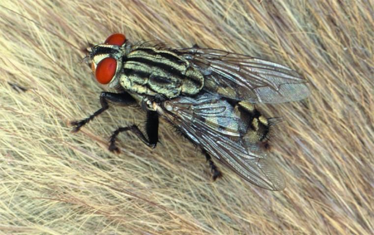 Figure 6. Flesh Fly, Sarcophaga spp.