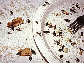 Figure 10. Cockroach infestation.