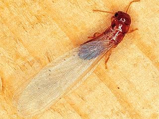 Figure 6. Drywood termite.