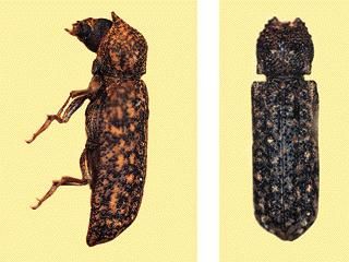 Figure 2. Bostrichid powderpost beetle.
