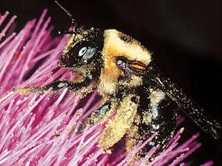 Figure 10. Carpenter bee.