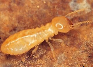 Figure 7. Eastern subterranean termite.
