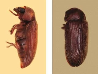Figure 3. Anobiid powderpost beetle.